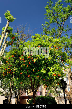 Alberi di arancio crescente sul ciglio della strada a Cadice. Foto Stock