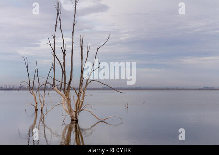 Gli alberi morti nella città di Epecuen. Paesaggio desolato senza persone. In caso di calamità naturali. Foto Stock