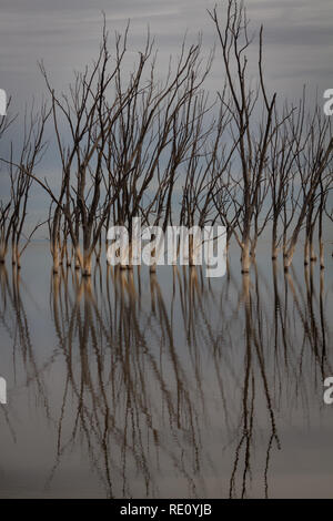 Gli alberi morti nella città di Epecuen. Paesaggio desolato senza persone. In caso di calamità naturali. Foto Stock