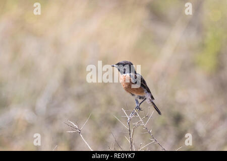 African stonechat sottospecie Saxicola turquatus maschio oreobates appollaiato su un ramoscello in Bontebok National Park vicino a Swellendam, Western Cape, Sud Af Foto Stock