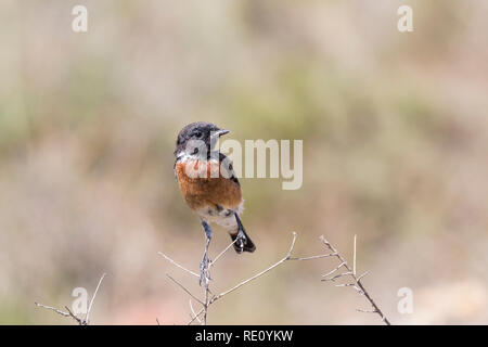 African stonechat sottospecie Saxicola turquatus maschio oreobates appollaiato su un ramoscello in Bontebok National Park vicino a Swellendam, Western Cape, Sud Af Foto Stock