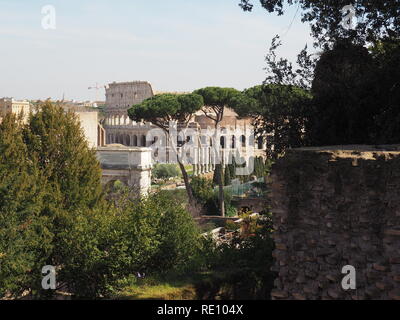 Vista del Colosseo romano attraverso gli alberi di pino dal Foro Romano a Roma - Italia Foto Stock