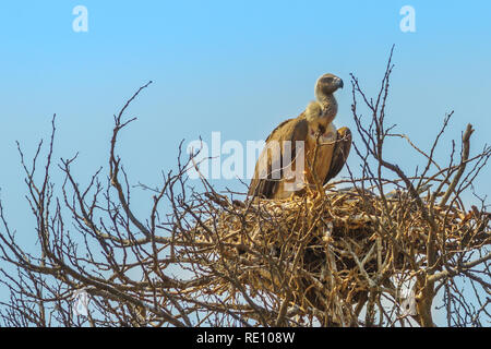 Vulture nel suo nido su un albero isolato sul cielo azzurro sfondo nel Parco Nazionale di Kruger, Sud Africa. Foto Stock