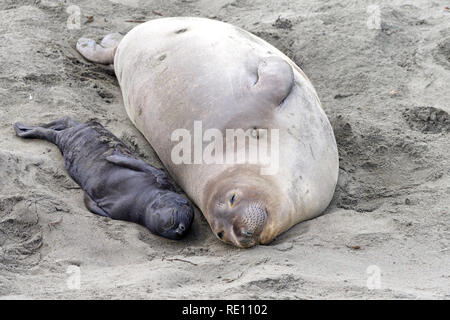 La madre e il neonato foche elefanti la posa di fianco a fianco. La mamma lo sa il suo cucciolo con il loro profumo. Madre e pup stare insieme per circa un mese, la falena Foto Stock