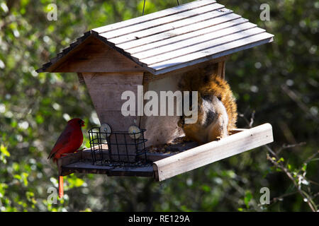 Il cardinale e la condivisione di scoiattolo il pranzo Foto Stock