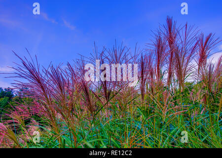 Close up sull'erba di argento (Ferner Osten) fiore violaceo capi nella tarda estate, Normandia Francia Foto Stock