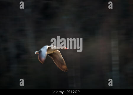 Flying graylag oca al tramonto con motion blur Foto Stock