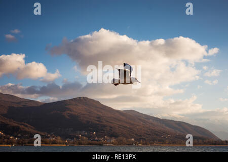 Seagull volare nel cielo blu Foto Stock