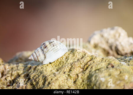 Ripresa macro di un granchio eremita con una conchiglia sulla sua schiena su una pietra in una giornata di sole nel Mar dei Caraibi Foto Stock