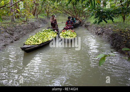 Gli agricoltori imbarcazioni a remi con guaiave e sapodilla testa flottante Vimruli guaiava mercato. Jhalakati, Bangladesh Foto Stock