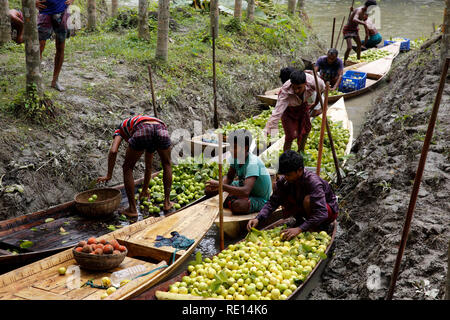 Gli agricoltori utilizzano piccole imbarcazioni e vendere guaiave sul Vimruli mercato galleggiante a Vimruli in Jhalakathi, Bangladesh. Foto Stock