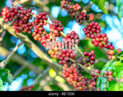 Albero di caffè in raccolto con i lotti di semi maturi sui rami. Si tratta di un rilassante drink anima se usiamo appena sufficiente Foto Stock
