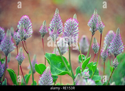 Pink Mulla Mulla feathery flowerheads, Ptilotus exaltatus, famiglia Amaranthaceae. Endemica in zone aride e semiaride dell Australia. La primavera e l'estate Foto Stock