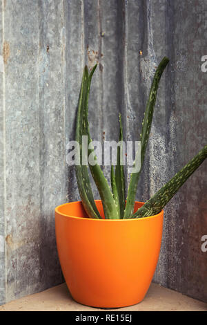 Piante succulente incapsulate in vaso colorato Foto Stock