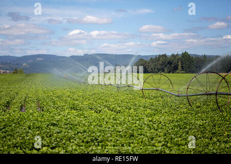 Sistema di irrigazione irrigazione fattoria di un campo Foto Stock