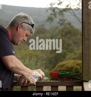 L'uomo alimentazione di un re Parrot, Nuovo Galles del Sud, Australia Foto Stock