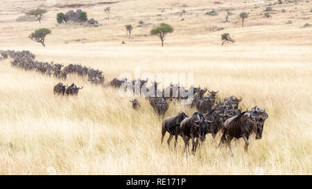 Una lunga linea di lunga barba bianca di gnu viaggiare attraverso il soft red-oat erba dei Masai Mara durante l annuale grande migrazione. Foto Stock