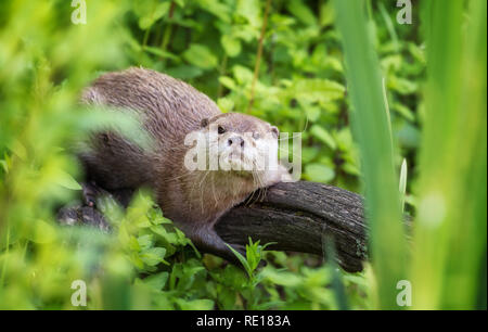 Un Asain corto-artigliato otter poggiante su un registro sul greto del fiume. Questa è la più piccola specie di lontra nel mondo ed è indigena del Sudest asi Foto Stock