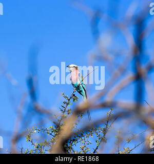 Rullo Lilacbreasted, (Coracias caudata), Africa, Namibia, Oshikoto, Parco Nazionale Etosha Foto Stock