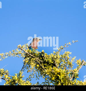 Rullo Lilacbreasted, (Coracias caudata), Africa, Namibia, Oshikoto, Parco Nazionale Etosha Foto Stock