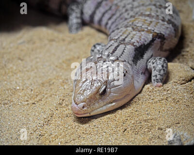 Primo piano della Blue-Tongued Skink o Blue tongue Lizard sulla sabbia Foto Stock