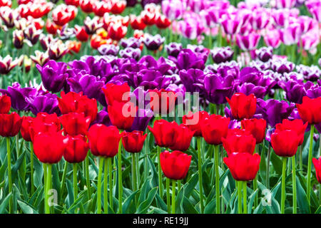 Aiuole giardino colorato, tulipani primavera, tulipani rosso giardino fiorito bordo, contrasto fiori Foto Stock