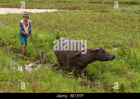 Un agricoltore lavora sul campo con l'aiuto del suo bue vicino a Carmen. A Bohol. Filippine. Farmerbreaking filippino fino campo arato da satanding su un piccolo pr Foto Stock