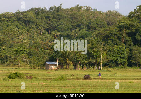 Un agricoltore lavora sul campo con l'aiuto del suo bue vicino a Carmen. A Bohol. Filippine. Farmerbreaking filippino fino campo arato da satanding su un piccolo pr Foto Stock