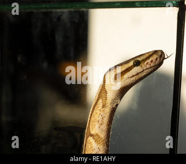 Snake Marrone esposto in un terrario Foto Stock