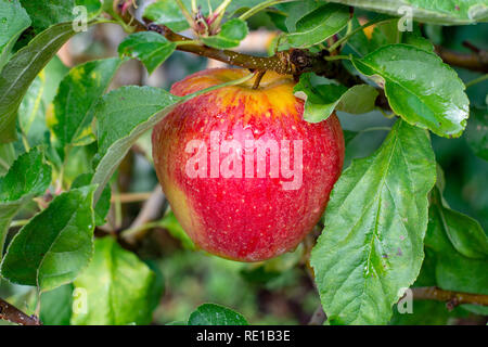 Grandi mele braeburn il rip su apple tree close up Foto Stock