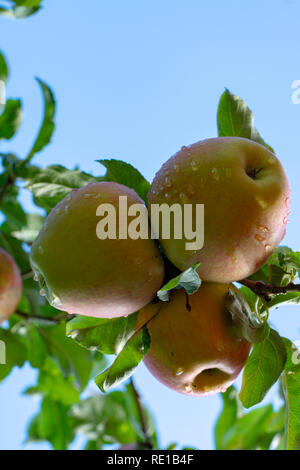 Grandi mele braeburn il rip su apple tree close up Foto Stock