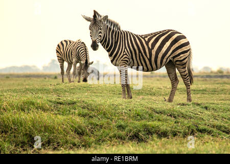 La Burchell zebre (Equus quagga burchelli) sulle rive del fiume Chobe. Foto Stock