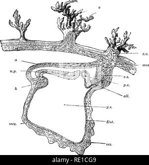 . La fisiologia della riproduzione. La riproduzione. Nutrizione FCETAL: la placenta 475 primo montli sono in numero minore rispetto la serotina (Kastschenko ^). Quando il sangue-alimentazione del reflexa è ri- duced, villi in relazione a esso degenere, e vengono compressi tra il corion e apposto decidua reflexa e vera. Oltre la serotina continuano al ramo e formare il fcetal. Fig. 127.-Mediani sezione longitudinale di un embrione di 2 mm. (Von Spee). (Da Quain's Anatomy, Longmans.) f., viUus; C.V., core di coriali; me"., mesoderma ; c."., levetta di collegamento; p.s., primitive streak; Foto Stock