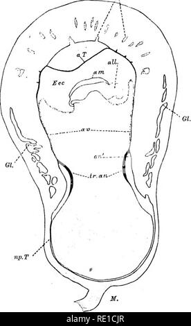 . La fisiologia della riproduzione. La riproduzione. Nutrizione FCETAL: la placenta 455 dal plasmodiblasfc, e viene sostituito da elementi del feto. Nella placenta maturi il solo costituente materna è sangue, tranne un Cr.. Fig. 116.-utero e embrione di Sorex (Hubrecht). a.T., allantoidean trofoblasto con manopole immettendo le cripte epiteliali (o.); am,., amnion ; tutti i., manopola libera sporgente nella extra-ccelom embrionale (E.CE.); un.v., area vasculosa ; un', cellule embrionali che crescono verso il basso dal bordo superiore della corona trophoblastic (tr.an.), e aderire contro il tessuto materno; rvp.T., Foto Stock