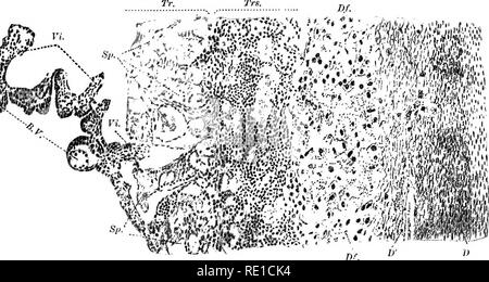 . La fisiologia della riproduzione. La riproduzione. Nutrizione FCETAL: la placenta 451 formato abbraccia circa una metà della circonferenza della vescicola blastodermic. Con l'unione dei allantois e diplo- trofoblasti, la circolazione nella decidua reflexa diminuisce e si e trofoblasto in contatto con essa diventano membra- naceous. Essi sporgono nella cavità uterina e obhterate il suo lume dalla riunione, ma non si fonde con il mesometrial parte della mucosa uterina. Come nella bat, la circolazione nel tuorlo-sac non cessa mai completamente durante la gravidanza. Le modifiche apportate nella allantoidean tro Foto Stock