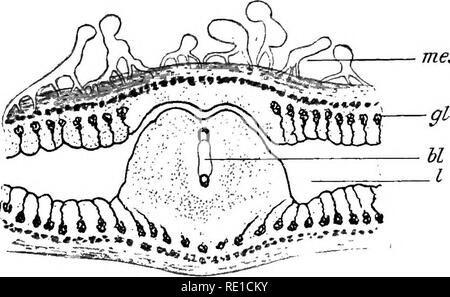 . La fisiologia della riproduzione. La riproduzione. Nutrizione FCETAL: la placenta 443 nest restanti che si è formata la placenta. Dopo un lungo intervallo questo è stato dimostrato di essere sbagliato da Reichert ^ e Hensen.^ l'ovulo fecondato raggiunge l'utero come una morula o blastocisti precoce, circondato dalla zona radiata. Il settimo giorno la zona scompare e incorporazione inizia, ma anche prima di questo secondo von Spee,^ l'ovulo è fissata mediante processi che si estendono dalle cellule del polo di impiantazione attraverso la zona e di entrare in diretto rapporto metabolico con la epithehal ceUs. Come nella modalità di selezione con il mouse, Foto Stock