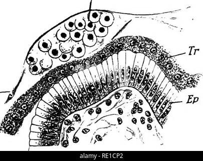 . La fisiologia della riproduzione. La riproduzione. Nutrizione FCETAL: la placenta 395 (Fig. 87), che si irradiano da piccole macchie circolari di venti o trenta al pollice quadrato, che rappresentano il premistoppa-bocche (Turner ^). Di solito è dichiarato che la superficie uterina epithehum rimane intatto; ma Assheton ha recentemente dimostrato che mostra segni di degenerazione come presto come l'ottavo giorno e al diciottesimo giorno è ridotta ad un sottile strato. Tre giorni dopo, tuttavia, esso appare di nuovo normale ed è formata da lunghe ceUs colonnare, alle estremità della quale trofoblasto si adatta strettamente, invio di proto- Blv mes-. Foto Stock