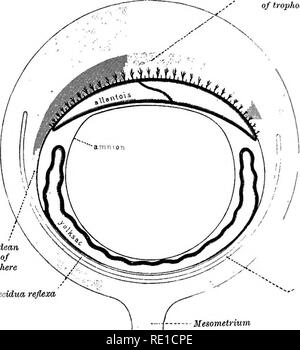 . La fisiologia della riproduzione. La riproduzione. Nutrizione FCETAL: la placenta 391 sac o placenta omphaloidean raggiunge il suo pieno sviluppo nel momento in cui il allantois entra in contatto con il tropho- blast (vedere p. 451). Poi il tuorlo-sac viene gradualmente separati dalla parete, più e più della sua viUi essere staccata dal trofoblasto come la separazione aumenta. La circolazione vitelhne allo stesso tempo diminuisce, pur non cessa mai interamente (Hubrecht ^). Regione AUantoidean di trophosplierc Ornphaloidean regione tropkospliere. Decidua reflexa luinen uterino - Mesometi'ium Fie. Foto Stock