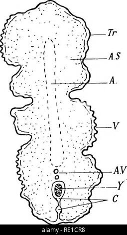 . La fisiologia della riproduzione. La riproduzione. Nutrizione FCETAL: la placenta 387 solo nelle prime fasi. Nel cane il tuorlo-sac è grande e si estende in un primo momento alla fine del cedro a forma di uovo (Fig. 97). Secondo Bischoff ^ persiste fino alla nascita, ma questo è negato da Duval.^ allantois cresce fuori sul lato dorsale di embrione e di fusibili con la diplo-trofoblasto su una piccola area discoidale. Più tardi, come la cavità del allantois en- ampia, essa aderisce a tutta della blastocisti waU tranne i poli. Successivamente la zona di adesione è ridotta in misura (vedere p. 413). Prob. Foto Stock