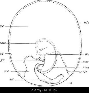 . La fisiologia della riproduzione. La riproduzione. FCETAL NUTRIZIONE : la placenta 383 secrezione ghiandolare e la linfa trassudato quasi privo di cellule. È assorbito dalle cellule tropboblast, che qui e là ingrandire per la enorme " Nahrzellen " e così aumentare la superficie assorbente. Otto giorni dopo la fornitura alimentare diventa insufficiente per lo sviluppo degli embrioni e per essi sono trasferiti alla sacca e nutrita dalla secrezione mammaria.. bil Qmpti yc f proa proa. Ho vascoinpk Fig. 79.-schema che illustra la disposizione delle membrane fetali in Dasywrus. (Dalla collina, "sul nemico Foto Stock