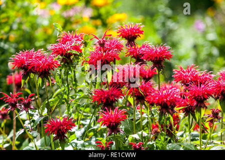 Bella fiori rossi perenni giardino, Bee Balm, Oswego Tea, Beebalm, Bergamot Red Monarda Foto Stock