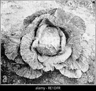 . Giardino passi; un manuale per i dilettanti di giardinaggio di vegetale. Giardinaggio di vegetale. 8o giardino passi in primavera ed estate il cavolo. - Diverse varietà di cavolo precoce hanno dimostrato buona per il giardino hoine. La Jersey Wakefield ha una lunga e suc- cessful record in tutte le parti del paese e si raccomanda ovunque. Esso ha una piuttosto piccola, solido, testa appuntita. La qualità è eccellente. Il mercato di Copenaghen, introdotto dalla penisola danese, è ora anche ricevendo molto a- funzione. È presto e sviluppa hard, teste tonde di buona qualità. Essa è piuttosto grande per la famiglia media, alcuni Foto Stock