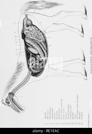 . Relazione speciale sulle malattie del cavallo . I cavalli. Digitalizzato da Microsoft®. Si prega di notare che queste immagini vengono estratte dalla pagina sottoposta a scansione di immagini che possono essere state migliorate digitalmente per la leggibilità - Colorazione e aspetto di queste illustrazioni potrebbero non perfettamente assomigliano al lavoro originale. Stati Uniti. Ufficio di presidenza di industria animale; Pearson, Leonard, 1868-1909. Washington : Govt. Stampa. Off. Foto Stock