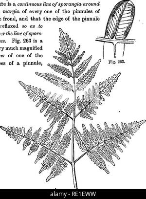 . Gli elementi strutturali di botanica con particolare riferimento allo studio delle piante canadese ... La fisiologia vegetale; Impianto di anatomia. Felci. 253 Le divisioni secondario (o primo divisioni del pinnse) sono le pinnule. Lo stelo, come nel Polypody, e infatti in tutte le nostre felci che hanno uno stelo a tutti i, ia un portinnesto o rizoma. Ma qui ci manca la frutta-punti o sori, in modo cospicuo nel nostro primo esempio. In questo caso sarà trovato che theTe è una linea conlinuotis di sporangia attorno al margine di ogni una delle pinnule di frond e che il bordo del pmnule è riflessi in modo da cove Foto Stock
