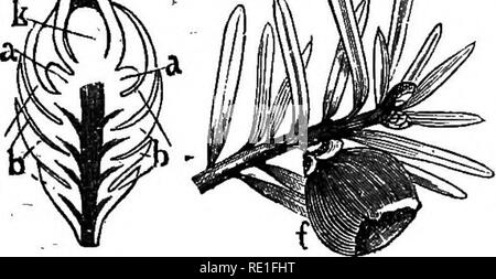 . Gli elementi strutturali di botanica con particolare riferimento allo studio delle piante canadese ... La fisiologia vegetale; Impianto di anatomia. Massa la cicuta 91 125. Sarà interessante ora di confrontare con la struttura del pino che di un altro membro dello stesso gruppo-Terra la cicuta, un basso arbusto abbastanza comune nei nostri boschi canadesi. Thi.s, come il pino, è evergreen. Le foglie non sono tuttavia a forma di ago, ma piatto; ed essi non sono in cluster, ma il progetto singolarmente dai lati dello stelo. 126. I fiori starainate'(Fig. 119) crescere in piccoli amenti in corrispondenza delle estremità di molto breve germogli laterali whi Foto Stock