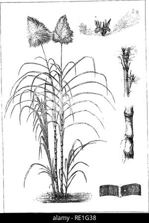 . Botanica commerciale del XIX secolo. Un record di progressi nella utilizzazione di prodotti vegetali nel Regno Unito, e l'introduzione di piante economica nelle colonie britanniche, nel corso del presente secolo. La botanica, economico; Botanica. SACCHARUM OFFIOINIAKUM.. Si prega di notare che queste immagini vengono estratte dalla pagina sottoposta a scansione di immagini che possono essere state migliorate digitalmente per la leggibilità - Colorazione e aspetto di queste illustrazioni potrebbero non perfettamente assomigliano al lavoro originale. Jackson, John Reader, 1837-. Londra [ecc. ] Cassell &AMP; Company, Limited Foto Stock