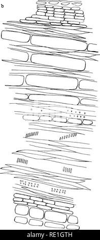 . Uno studio comparativo di Oxycoccus macrocarpus e Oxycoccus Oxycoccus. Vaccinium; Impianto di anatomia. Maiale. 1. Maiale. 2, Oxycoccus macrocarpus (AIT) Pers.. Si prega di notare che queste immagini vengono estratte dalla pagina sottoposta a scansione di immagini che possono essere state migliorate digitalmente per la leggibilità - Colorazione e aspetto di queste illustrazioni potrebbero non perfettamente assomigliano al lavoro originale. Thornber, Walter S. [Ithaca, N. Y. ] Foto Stock