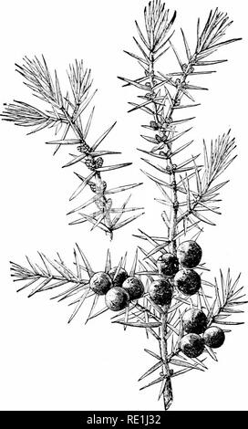 . Impianto studi; un elementare botanica. La botanica. Fig. 318. Il comune di ginepro (Juniperus communis): la filiale per il cuscinetto sinistro staminate strobili; che per il cuscinetto destro gtaminate strobili sopra e carpel- tardi strobili al di sotto, che queste ultime hanno maturato nel carnose, berry-come frutti. -Dopo Beeg e Schmidt.. Si prega di notare che queste immagini vengono estratte dalla pagina sottoposta a scansione di immagini che possono essere state migliorate digitalmente per la leggibilità - Colorazione e aspetto di queste illustrazioni potrebbero non perfettamente assomigliano al lavoro originale. Coulter, Giovanni Merle, 1851-1928. New York, D. Appleton e C Foto Stock