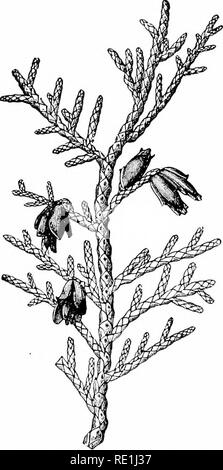 . Impianto studi; un elementare botanica. La botanica. 356 Studi di impianto 236. Conifere.-Questo è il grande e moderno gruppo di gimnosperme ed è caratteristico delle regioni temperate, dove forma grandi foreste. Alcuni moduli sono ampiamente dis- attribuita, come il grande genere di pini (Pinus) (Fig- 57), mentre alcune sono ora molto limitato, sebbene per- merly molto ampiamente distrib- contribuito, come il gigantesco rosso- woods (Sequoia) della pendenza del Pacifico. L'abitudine del corpo è abbastanza le caratte- teristic, un albero centrale ex- tende continuamente a molto alto, mentre i rami laterali diffusione orizzontali- ly, con Foto Stock