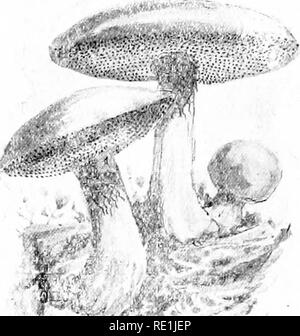 . Impianto studi; un elementare botanica. Botanica. jj.,.. . / La Fig.262. Il comune di funghi porcini commestibili (B. edu- lis), in cui le branchie sono sostituiti da pori.-Alter Gibson.. Si prega di notare che queste immagini vengono estratte dalla pagina sottoposta a scansione di immagini che possono essere state migliorate digitalmente per la leggibilità - Colorazione e aspetto di queste illustrazioni potrebbero non perfettamente assomigliano al lavoro originale. Coulter, Giovanni Merle, 1851-1928. New York, D. Appleton e azienda Foto Stock